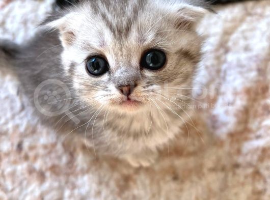 Silver Tabby Scottish Fold Oğlumuz Akıllı Ve Sevecen görsel