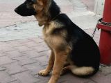 Alman Kurdu K9 Aile Köpeği