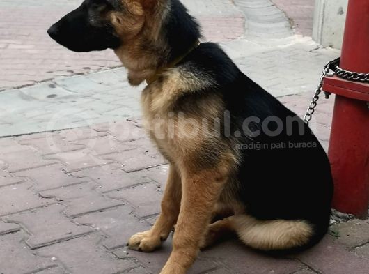 Alman Kurdu K9 Aile Köpeği görsel