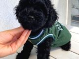 Muhteşem Black Bebi̇şler