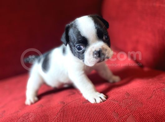 French Bulldog Yavrularımız Yeni Ailesini Bekliyor görsel