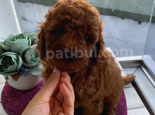 Ev Doğumlu Poodle Yavrular görsel