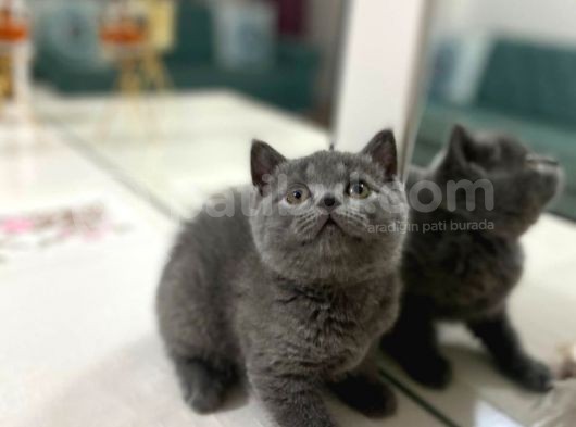 British  Lilac Dişi Erkek görsel