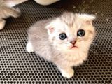 Silver Tabby Scottish Fold Oğlumuz Akıllı Ve Sevecen