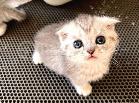 Silver Tabby Scottish Fold Oğlumuz Akıllı Ve Sevecen görsel