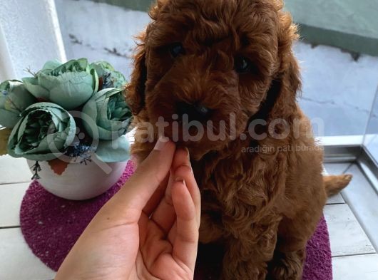 Karamelll Toypoodle’in Bebekleri̇i̇i̇
