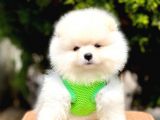 Safkan Pomeranian Teddy Face Yavrular