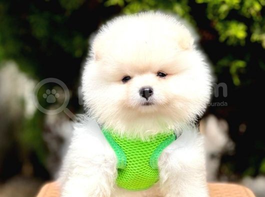 Safkan Pomeranian Teddy Face Yavrular görsel