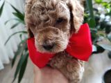 Mi̇nyatür Ve Toy Poodle Yavrular