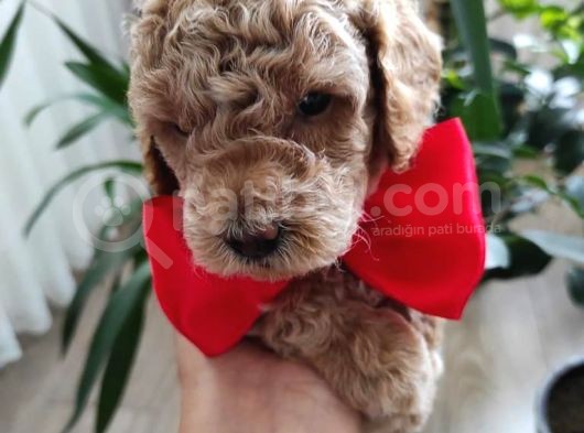 Mi̇nyatür Ve Toy Poodle Yavrular görsel
