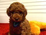 Irk Ve Sağlik Garanti̇li̇ Poodle Yavrular
