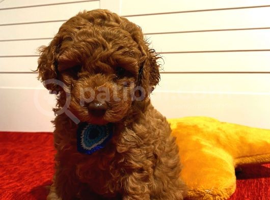 Irk Ve Sağlik Garanti̇li̇ Poodle Yavrular görsel