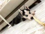 2 Aylik Alfa Orji̇nal Husky Yavru