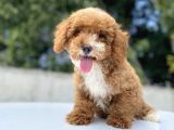 Red Orji̇nal Malti̇poo Bebekler