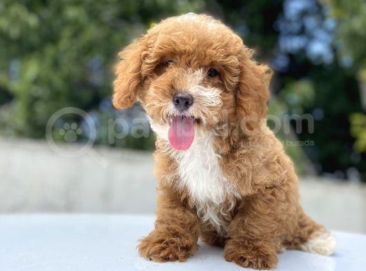 Red Orji̇nal Malti̇poo Bebekler