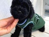 Muhteşem Black Bebi̇şler