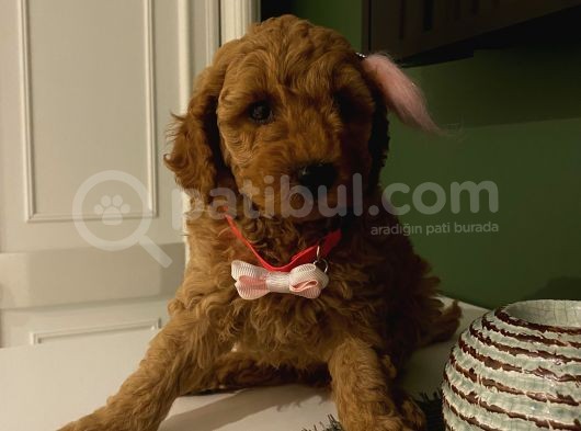 Irk Ve Sağlik Garanti̇li̇ Poodle Yavrular