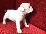 French Bulldog Yavrularımız Yeni Ailesini Bekliyor