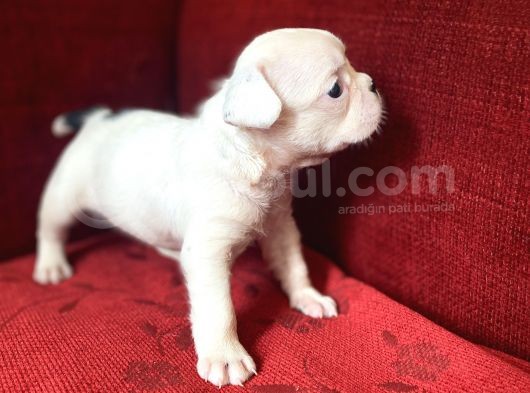 French Bulldog Yavrularımız Yeni Ailesini Bekliyor görsel