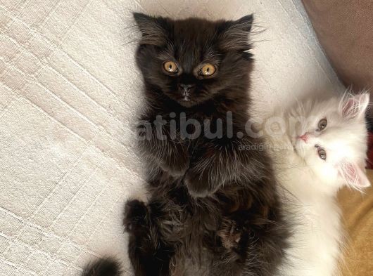 Son Kalan Bebişler görsel