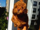 Ev Ortaminda Doğan Poodle Bebekler