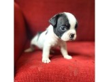 French Bulldog Yavrularımız Yeni Ailesini Bekliyor
