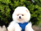 Safkan Pomeranian Teddy Face Yavrular