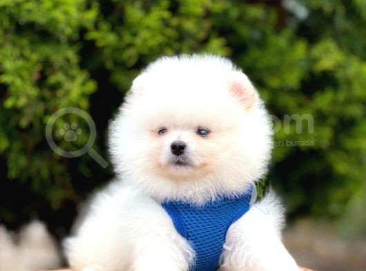 Safkan Pomeranian Teddy Face Yavrular