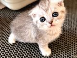 Silver Tabby Scottish Fold Oğlumuz Akıllı ve Sevecen