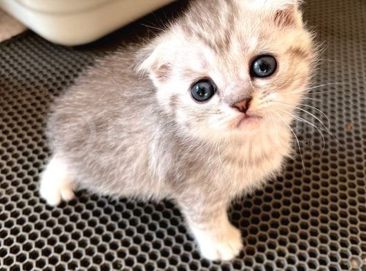 Silver Tabby Scottish Fold Oğlumuz Akıllı Ve Sevecen