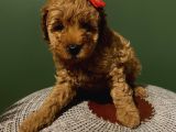 Irk Ve Sağlik Garanti̇li̇ Poodle Yavrular