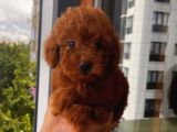 Mi̇nyatür Ve Toy Poodle Yavrular