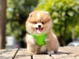 Safkan Pomeranian Teddy Face Yavrular