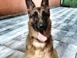 Alman Kurdu K9 Aile Köpeği