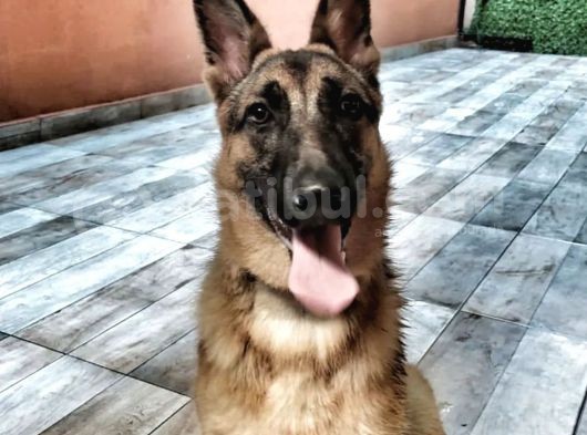 Alman Kurdu K9 Aile Köpeği görsel
