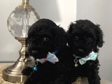 Karamelll Toypoodle’in Bebekleri̇i̇i̇