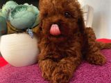 Ev Doğumlu Poodle Bebi̇şler