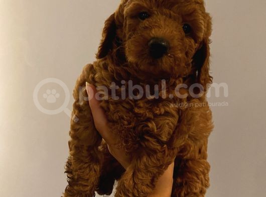 Karamelll Toypoodle’in Bebekleri̇i̇i̇ görsel