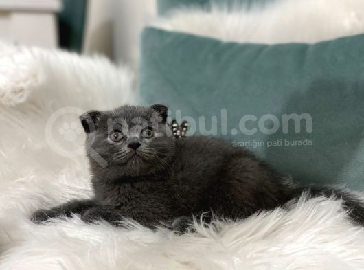 British  Lilac Dişi Erkek görsel