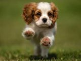 Cavalier King Charles Bebekler