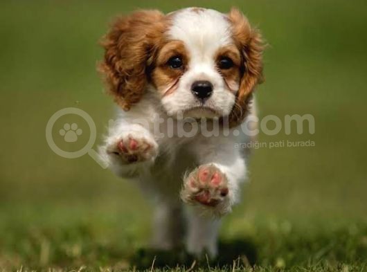 Cavalier King Charles Bebekler