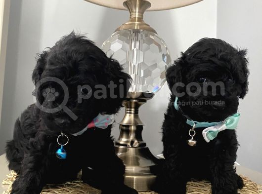 Muhteşem Black Bebi̇şler görsel