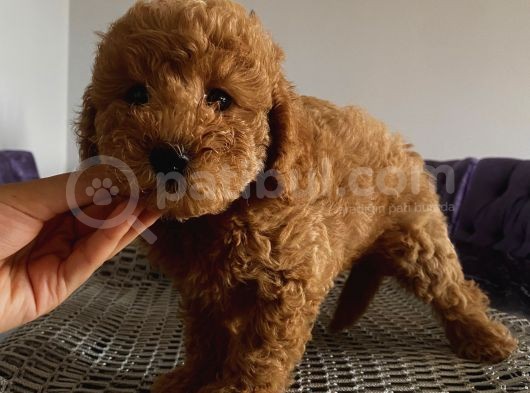 Mi̇nyatür Ve Toy Poodle Yavrular görsel