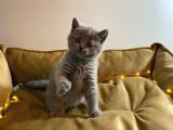 Orjinal Blue Point British Shorthair Yavrular