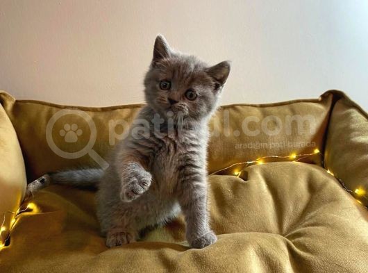 Orjinal Blue Point British Shorthair Yavrular görsel