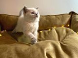Orjinal Blue Point British Shorthair Yavrular