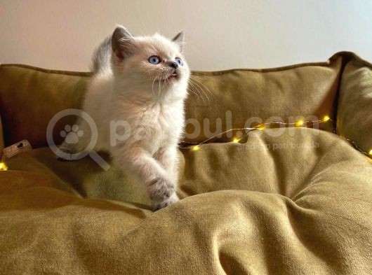 Orjinal Blue Point British Shorthair Yavrular görsel