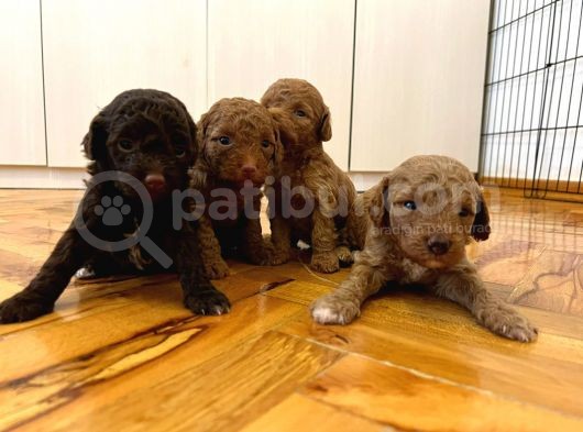 Bebek Sürat Poodle Yavrularimiz görsel