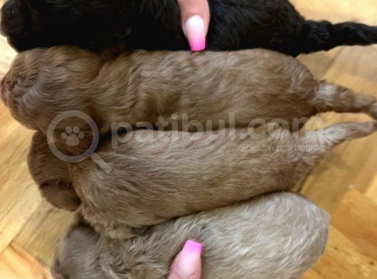 Teddy Sürat Poodle Yavrularimiz görsel