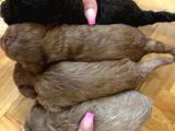 Bebek Sürat Poodle Yavrularimiz